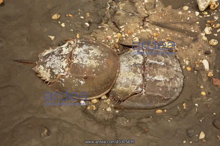 : 80178951 Atlantic Horseshoe Crab - coming ashore : 80178951 Atlantic Horseshoe Crab - coming ashore