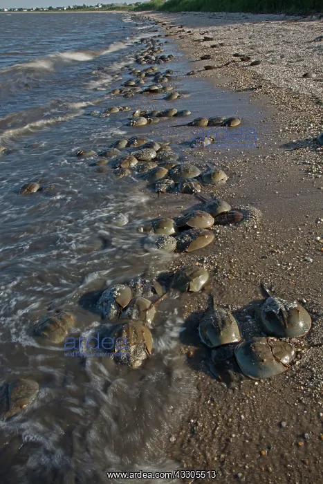 : 80178953 Atlantic Horseshoe Crab - coming ashore : 80178953 Atlantic Horseshoe Crab - coming ashore
