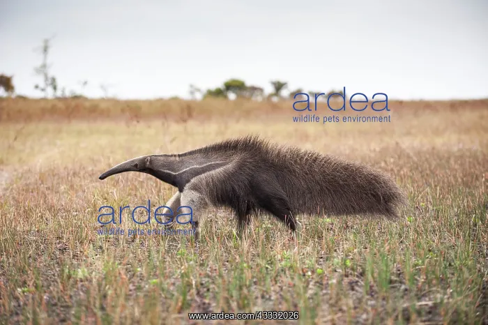  : 80178986 Giant Anteater Guyana, South America Myrmecophaga