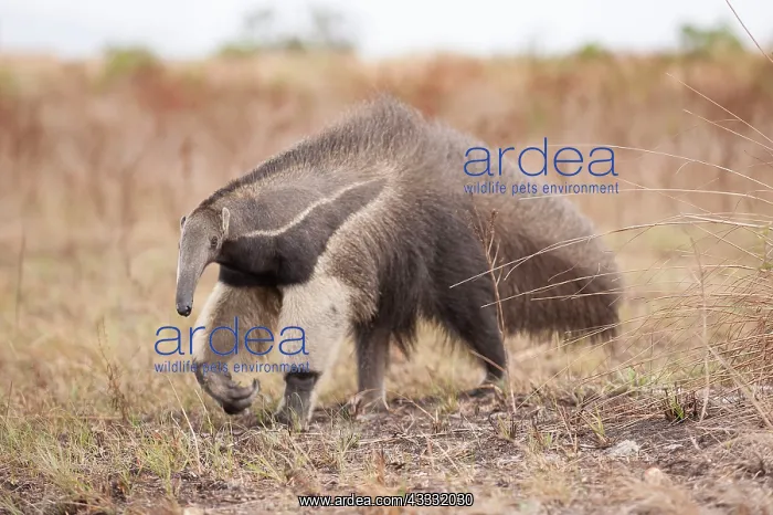 : 80178987 Giant Anteater Guyana, South America Myrmecophaga : 80178987 Giant Anteater Guyana, South America Myrmecophaga