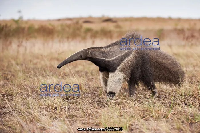 : 80178988 Giant Anteater Guyana, South America Myrmecophaga : 80178988 Giant Anteater Guyana, South America Myrmecophaga