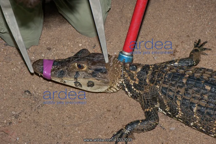 : 80178989 Black Caiman - being measured for research : 80178989 Black Caiman - being measured for research