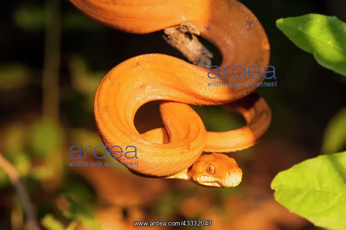 : 80178990 Amazon Tree Boa - hanging from branch Guyana : 80178990 Amazon Tree Boa - hanging from branch Guyana