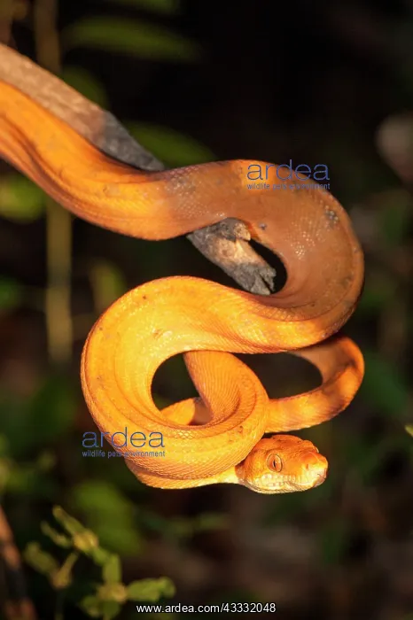 : 80178991 Amazon Tree Boa - hanging from branch Guyana : 80178991 Amazon Tree Boa - hanging from branch Guyana