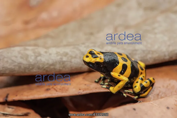 : 80178992 Yellow Banded Poison Dart Frog - on forest : 80178992 Yellow Banded Poison Dart Frog - on forest