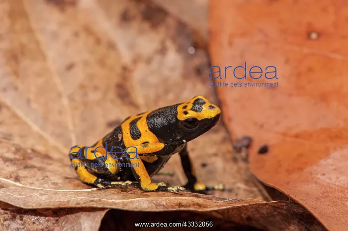 : 80178993 Yellow Banded Poison Dart Frog - on forest : 80178993 Yellow Banded Poison Dart Frog - on forest