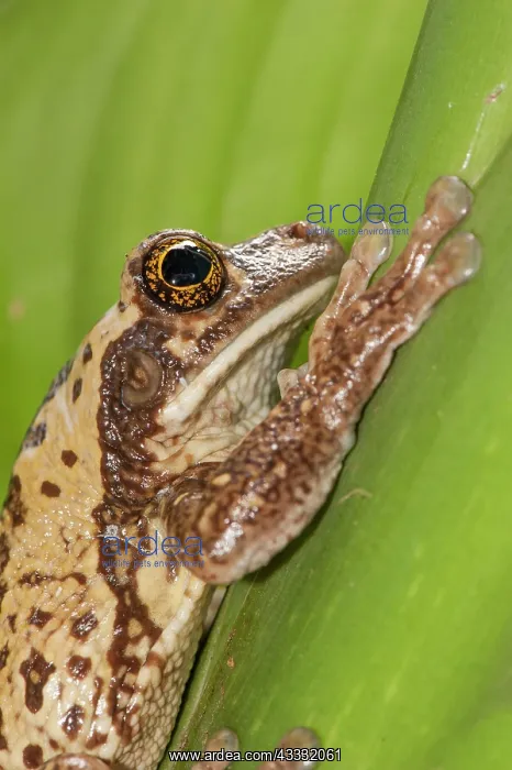 : 80178994 Common Milk Frog - close up of head Guyana : 80178994 Common Milk Frog - close up of head Guyana
