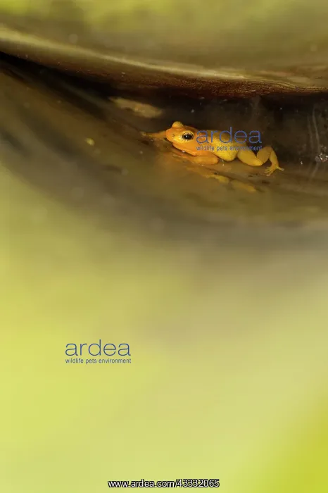 : 80178995 Golde Frog - spends whole life in giant : 80178995 Golde Frog - spends whole life in giant