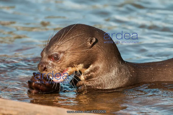 : 80178996 Giant Otter - close up of head - with fish : 80178996 Giant Otter - close up of head - with fish