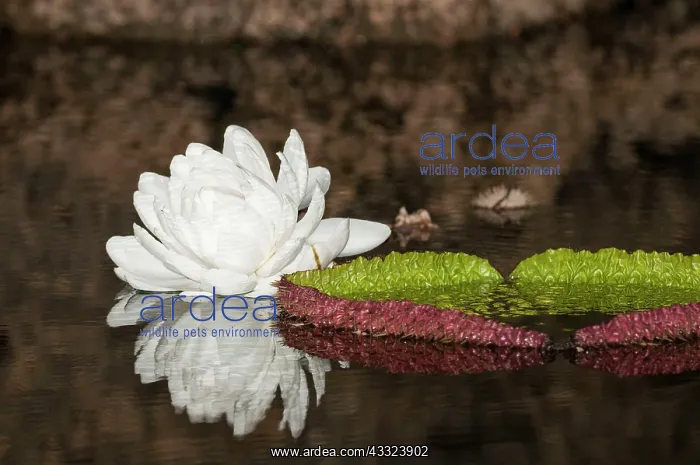 : 80178997 Giant Water Lily - close up Guyana Victoria : 80178997 Giant Water Lily - close up Guyana Victoria