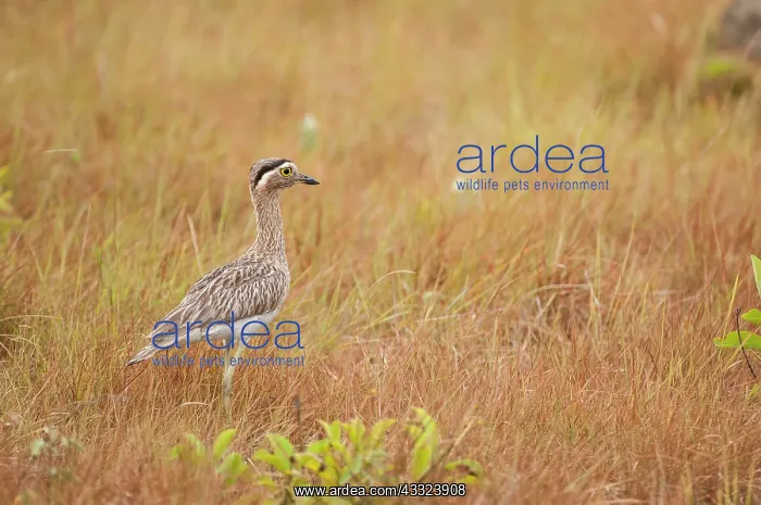 : 80178998 Double-striped Thick-knee - alert posture : 80178998 Double-striped Thick-knee - alert posture