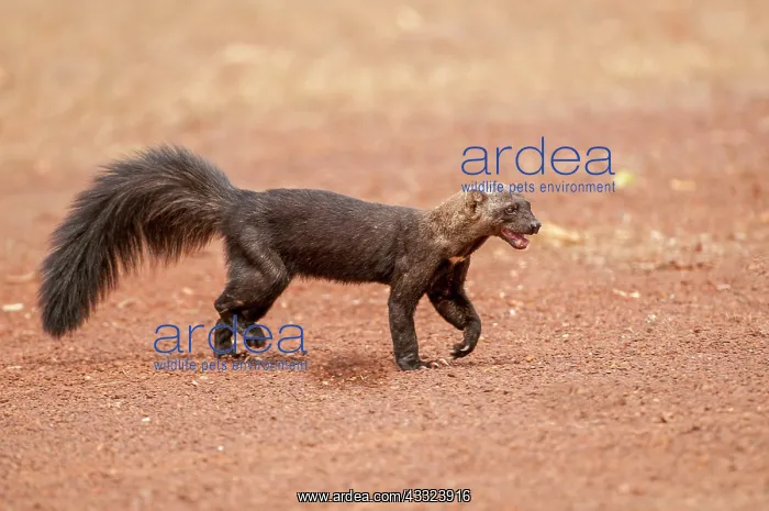 : 80178999 Tayra - with mouth open Guyana, South America : 80178999 Tayra - with mouth open Guyana, South America