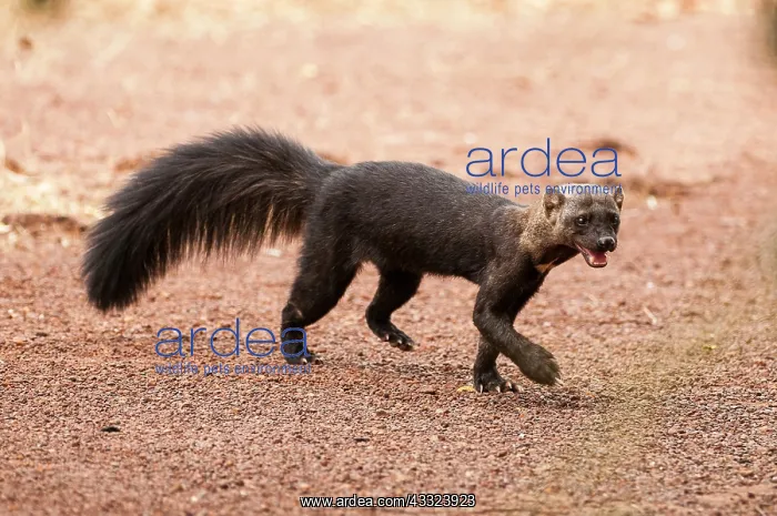 : 80179000 Tayra - with mouth open Guyana, South America : 80179000 Tayra - with mouth open Guyana, South America