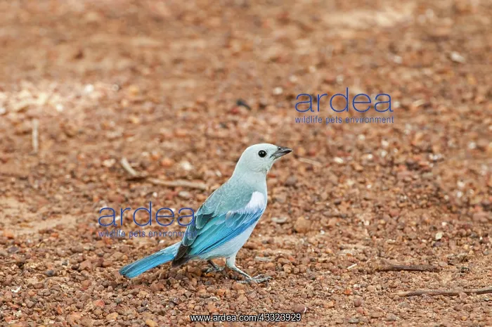 : 80179001 Blue-gray Tanager - on ground Guyana Thraupis : 80179001 Blue-gray Tanager - on ground Guyana Thraupis