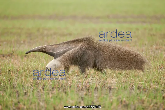 : 80179003 Giant Anteater Guyana, South America Myrmecophaga : 80179003 Giant Anteater Guyana, South America Myrmecophaga