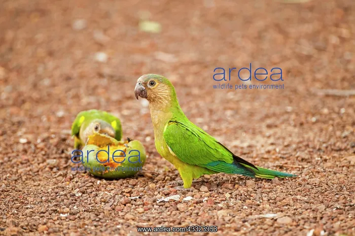 : 80179004 Brown Throated Parrot - on ground with : 80179004 Brown Throated Parrot - on ground with
