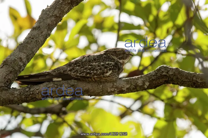 : 80179005 Little Nightjar - roosting on branch Guyana : 80179005 Little Nightjar - roosting on branch Guyana