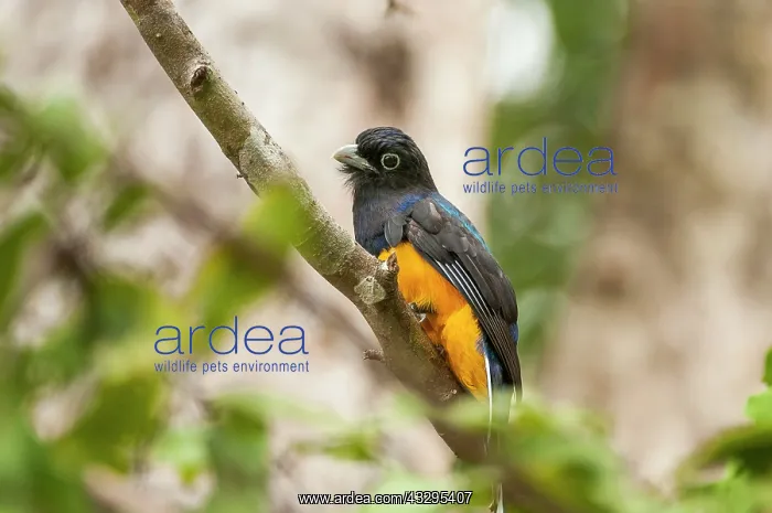 : 80179007 Amazonian Violaceous Trogon - perched on : 80179007 Amazonian Violaceous Trogon - perched on
