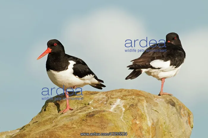: 80179023 Oystercatcher - pair on rock Orkney, UK : 80179023 Oystercatcher - pair on rock Orkney, UK