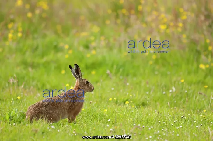 : 80179025 Brown Hare - alert posture Orkney, UK Lepus : 80179025 Brown Hare - alert posture Orkney, UK Lepus