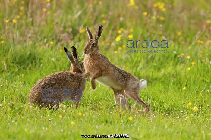 : 80179026 Brown Hare - interaction between two Orkney : 80179026 Brown Hare - interaction between two Orkney