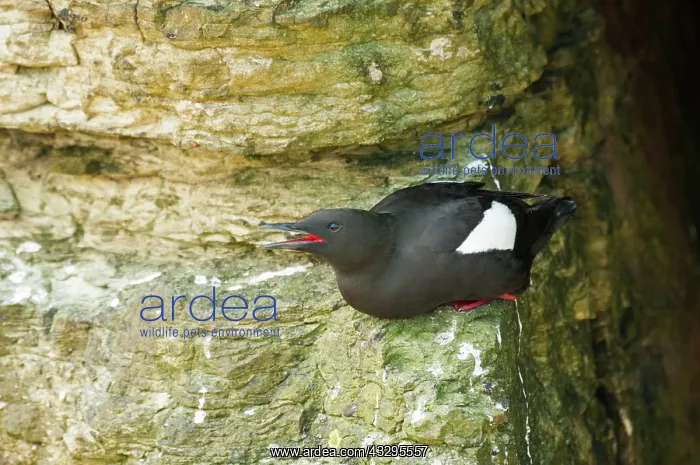 : 80179027 Black Guillemot - sitting on rock bill : 80179027 Black Guillemot - sitting on rock bill
