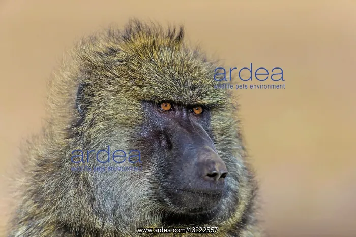 : 80179034 Olive Baboon - male portrait Masai Mara : 80179034 Olive Baboon - male portrait Masai Mara
