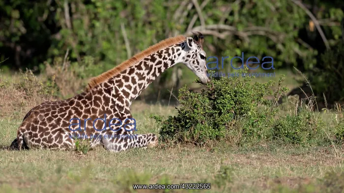 : 80179035 Giraffe - browsing a small bush while sitting : 80179035 Giraffe - browsing a small bush while sitting