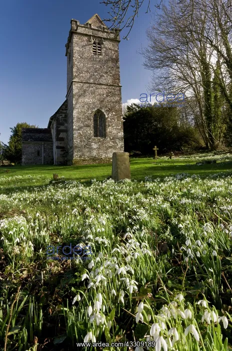 : 80179074 Snowdrops - in medieval church churchyard : 80179074 Snowdrops - in medieval church churchyard