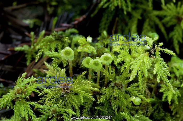 : 80179082 Palm Tree Moss / Umbrella Moss - female : 80179082 Palm Tree Moss / Umbrella Moss - female