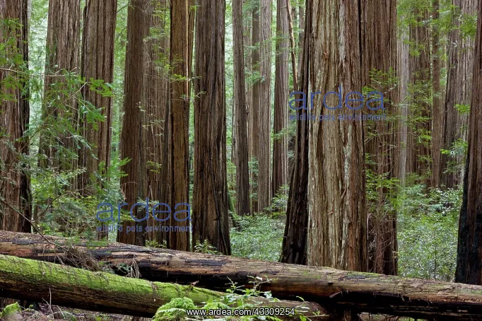 : 80179083 Coast Redwood / Giant Redwood Trees - with : 80179083 Coast Redwood / Giant Redwood Trees - with