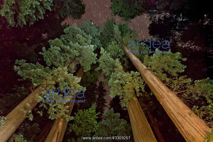 : 80179084 Coast Redwood / Giant Redwood Trees - at : 80179084 Coast Redwood / Giant Redwood Trees - at