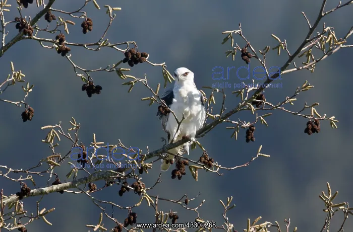 : 80179085 White-tailed Kite - perched in White Alder : 80179085 White-tailed Kite - perched in White Alder