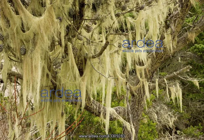 : 80179088 Beard Lichens - festooning Shore Pine (Pinus : 80179088 Beard Lichens - festooning Shore Pine (Pinus