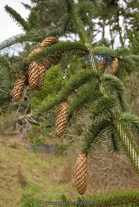 : 80179089 Sitka Spruce - with mature cones California : 80179089 Sitka Spruce - with mature cones California