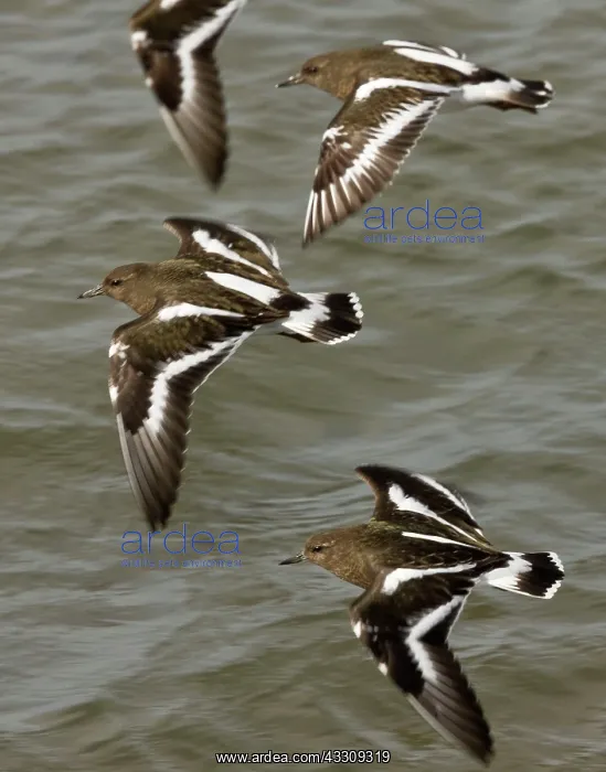 : 80179095 Black Turnstone - flock in flight over : 80179095 Black Turnstone - flock in flight over