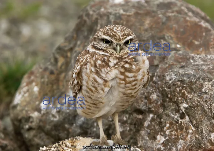 : 80179097 Burrowing Owl - overwintering north California : 80179097 Burrowing Owl - overwintering north California