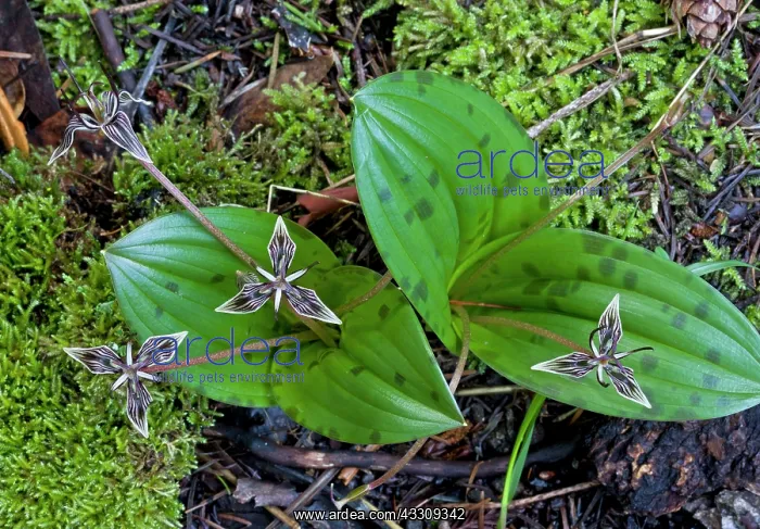 : 80179099 Scoliopus / Fetid Adder's Tongue - in flower : 80179099 Scoliopus / Fetid Adder's Tongue - in flower