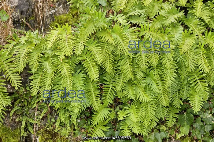 : 80179102 Polypody Fern - bank Picos de Europa, Spain : 80179102 Polypody Fern - bank Picos de Europa, Spain