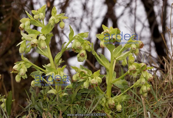 : 80179107 Stinking Hellebore - in flower - late winter : 80179107 Stinking Hellebore - in flower - late winter