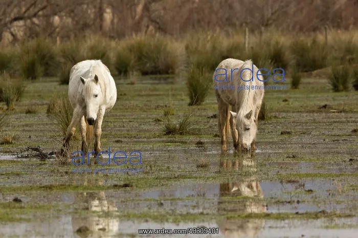 : 80179109 White Horses - grazing the marshes Natural : 80179109 White Horses - grazing the marshes Natural