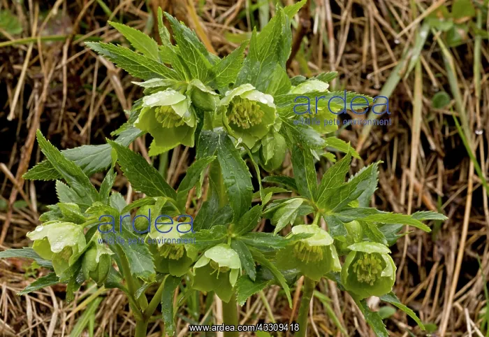 : 80179112 Green Hellebore - in flower - late winter : 80179112 Green Hellebore - in flower - late winter