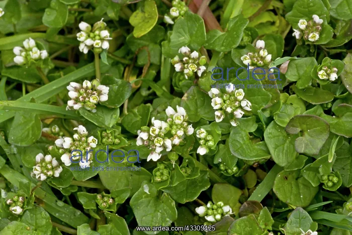 : 80179113 Danish Scurvygrass - on coastal cliff Cochlearia : 80179113 Danish Scurvygrass - on coastal cliff Cochlearia