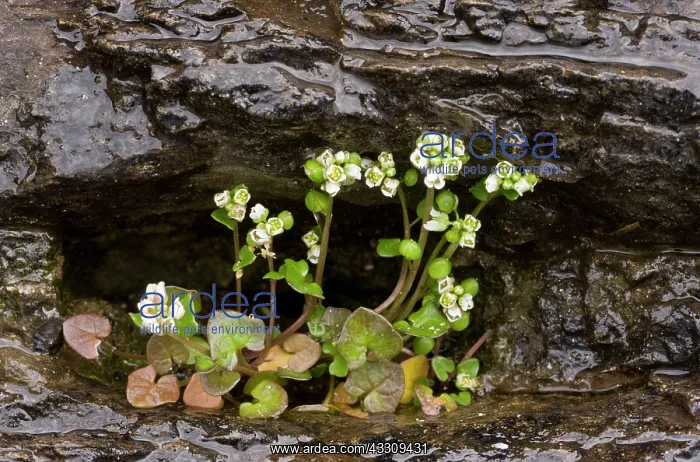 : 80179114 Danish Scurvygrass - on coastal cliff Cochlearia : 80179114 Danish Scurvygrass - on coastal cliff Cochlearia