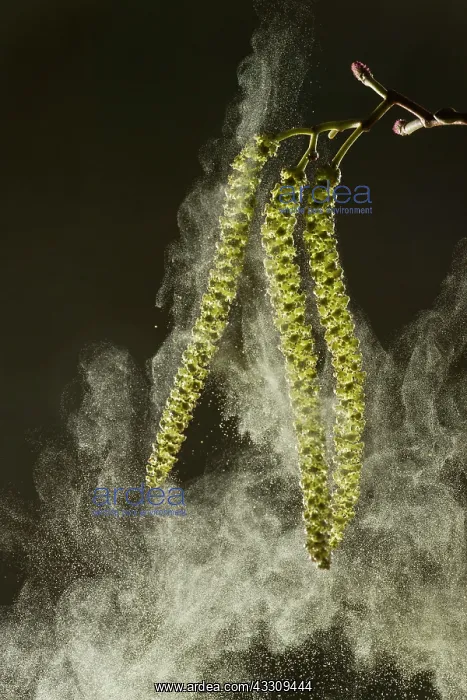 : 80179116 Italian Alder - catkins in spring shedding : 80179116 Italian Alder - catkins in spring shedding