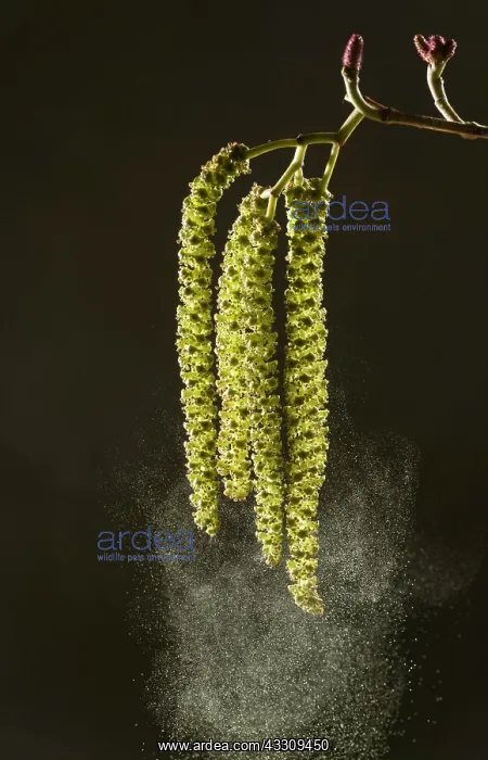 : 80179117 Italian Alder - catkins in spring shedding : 80179117 Italian Alder - catkins in spring shedding