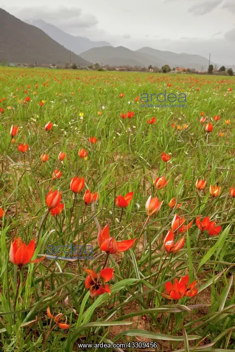 : 80179118 Orange Wild Tulip - in arable fields at : 80179118 Orange Wild Tulip - in arable fields at