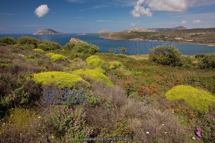 : 80179119 Phrygana / Garrigue - with mounds of greek : 80179119 Phrygana / Garrigue - with mounds of greek