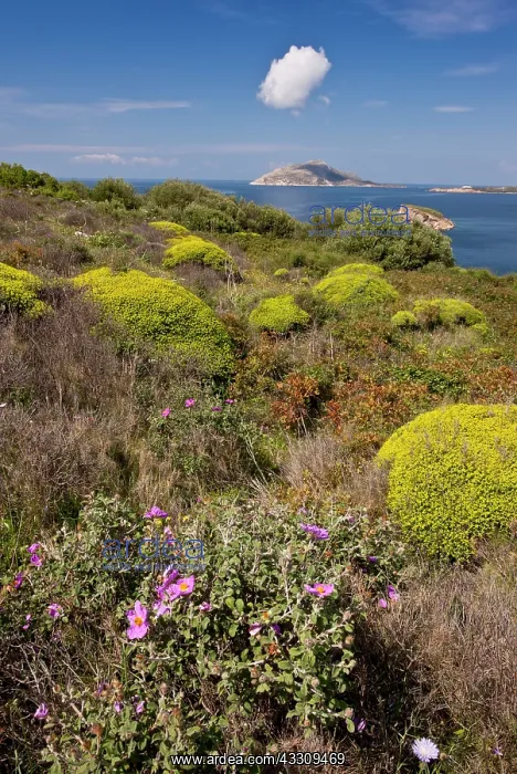 : 80179120 Phrygana / Garrigue - with mounds of greek : 80179120 Phrygana / Garrigue - with mounds of greek
