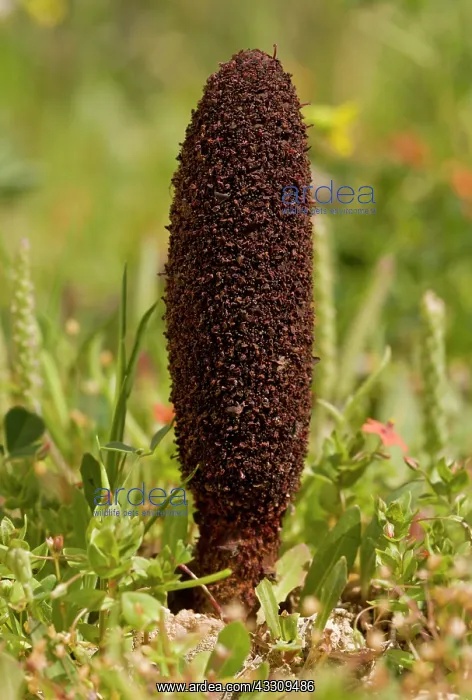  : 80179123 Maltese Fungus  /  Desert Thumb - parasitic